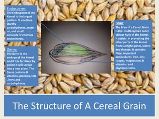 The Structure of A Cereal Grain
Bran:
The Bran of a Cereal Grain
is the multi-layered outer
skin or husk of the Kernel.
It assists in protecting the
other parts of the kernel
from sunlight, pests, water,
and disease. It contains
fibre, important
antioxidants, iron, zinc,
copper, magnesium, B
vitamins, and
phytonutrients.
Endosperm:
The Endosperm of the
Kernel is the largest
portion. It contains
starchy
carbohydrates, protei
ns, and small
amounts of vitamins
and minerals.
Germ:
The Germ is the
embryo of the Kernel
and if it is fertilized by
pollen it will sprout
into a new plant. The
Germ contains B
vitamins, proteins, fats
, irons and
carbohydrates.
 