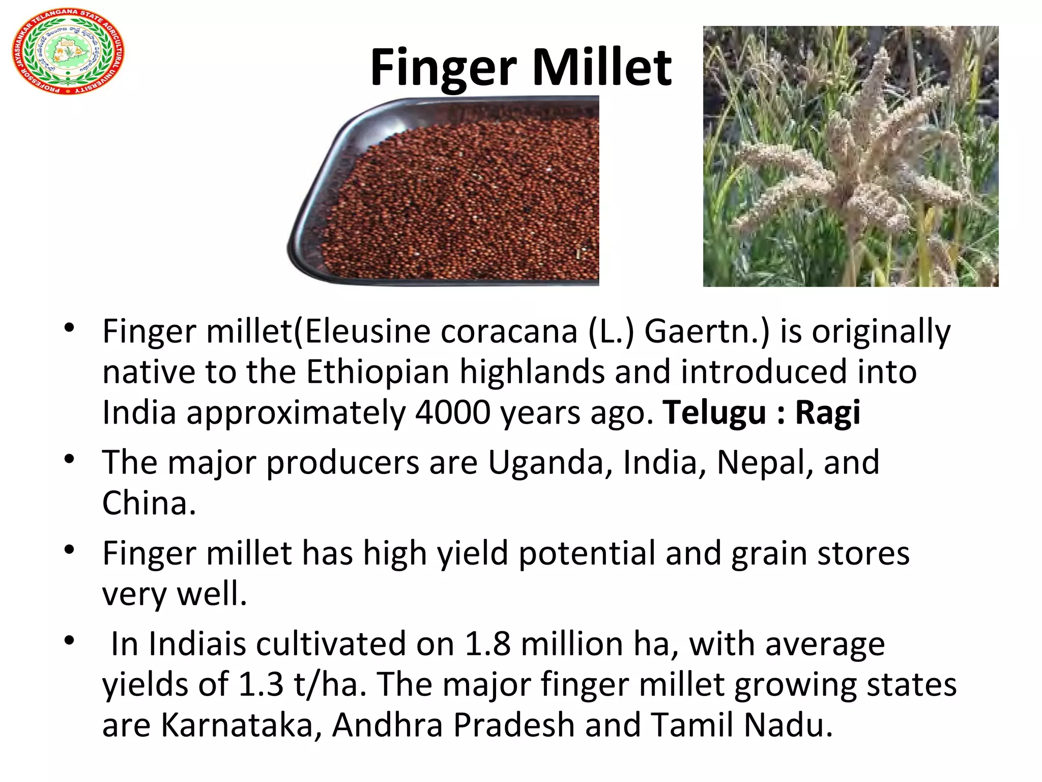 Finger Millet
• Finger millet(Eleusine coracana (L.) Gaertn.) is originally
native to the Ethiopian highlands and introduced into
India approximately 4000 years ago. Telugu : Ragi
• The major producers are Uganda, India, Nepal, and
China.
• Finger millet has high yield potential and grain stores
very well.
• In Indiais cultivated on 1.8 million ha, with average
yields of 1.3 t/ha. The major finger millet growing states
are Karnataka, Andhra Pradesh and Tamil Nadu.
 