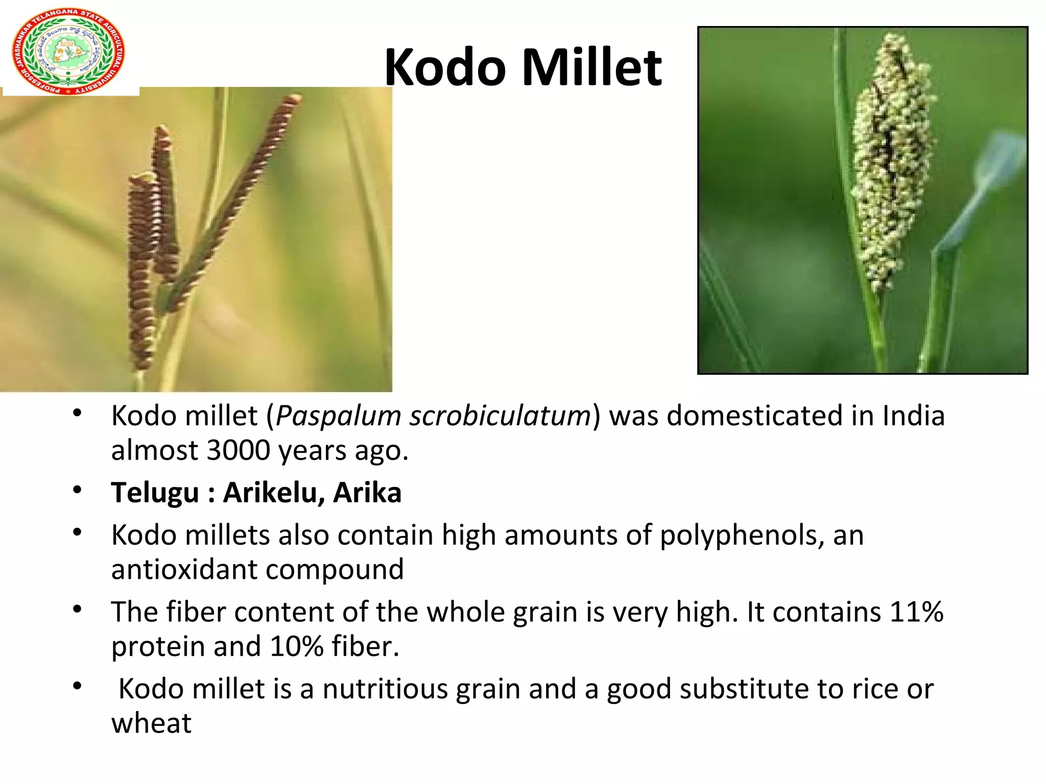 Kodo Millet
• Kodo millet (Paspalum scrobiculatum) was domesticated in India
almost 3000 years ago.
• Telugu : Arikelu, Arika
• Kodo millets also contain high amounts of polyphenols, an
antioxidant compound
• The fiber content of the whole grain is very high. It contains 11%
protein and 10% fiber.
• Kodo millet is a nutritious grain and a good substitute to rice or
wheat
 