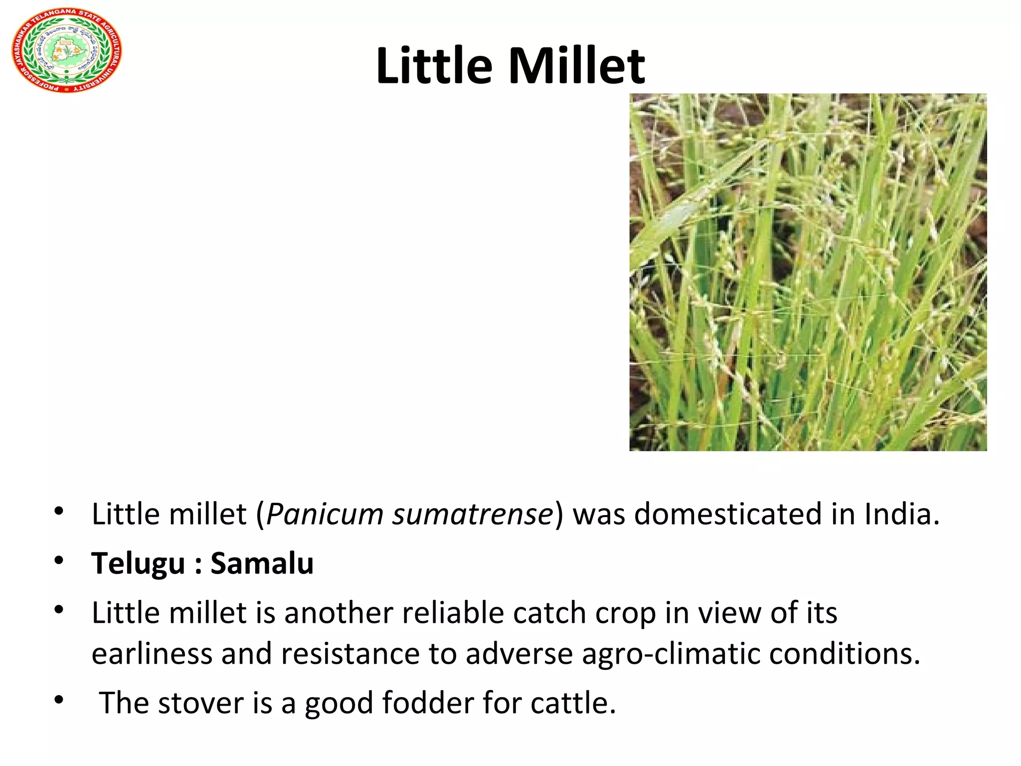 Little Millet
• Little millet (Panicum sumatrense) was domesticated in India.
• Telugu : Samalu
• Little millet is another reliable catch crop in view of its
earliness and resistance to adverse agro-climatic conditions.
• The stover is a good fodder for cattle.
 