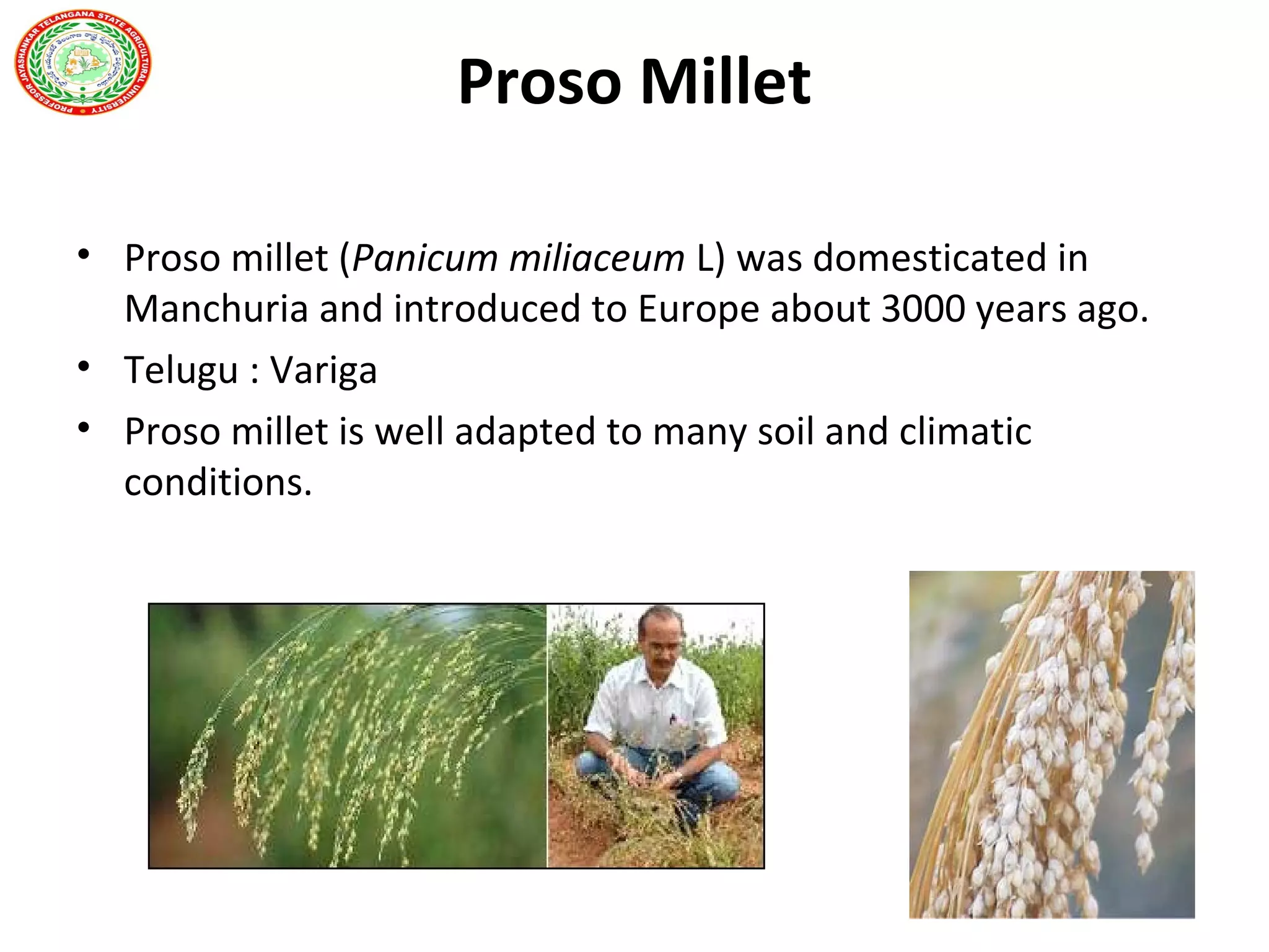 Proso Millet
• Proso millet (Panicum miliaceum L) was domesticated in
Manchuria and introduced to Europe about 3000 years ago.
• Telugu : Variga
• Proso millet is well adapted to many soil and climatic
conditions.
 