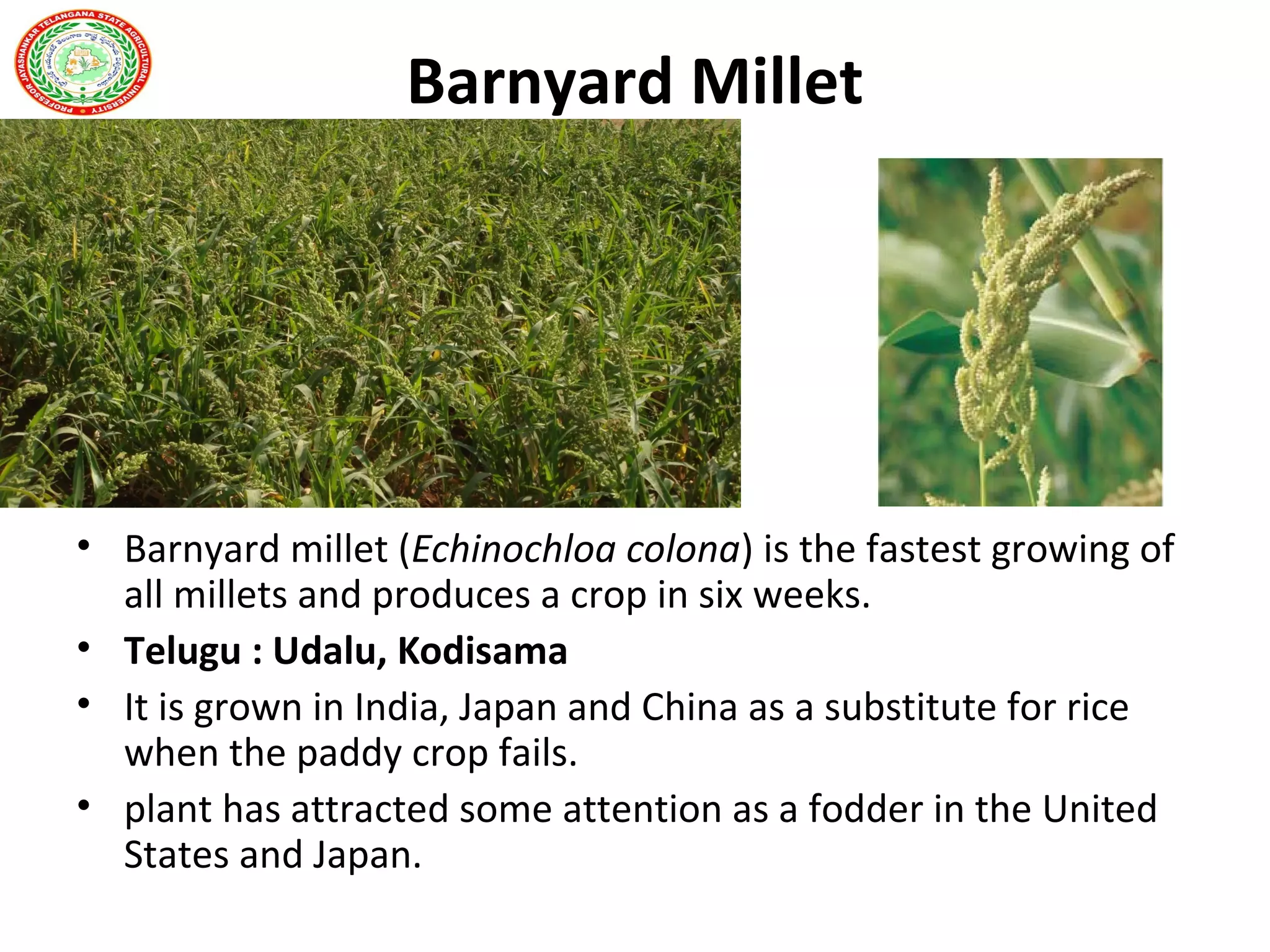 Barnyard Millet
• Barnyard millet (Echinochloa colona) is the fastest growing of
all millets and produces a crop in six weeks.
• Telugu : Udalu, Kodisama
• It is grown in India, Japan and China as a substitute for rice
when the paddy crop fails.
• plant has attracted some attention as a fodder in the United
States and Japan.
 