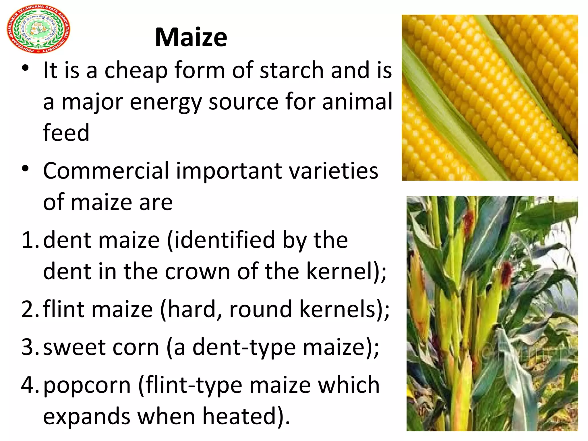 Maize
• It is a cheap form of starch and is
a major energy source for animal
feed
• Commercial important varieties
of maize are
1.dent maize (identified by the
dent in the crown of the kernel);
2.flint maize (hard, round kernels);
3.sweet corn (a dent-type maize);
4.popcorn (flint-type maize which
expands when heated).
 