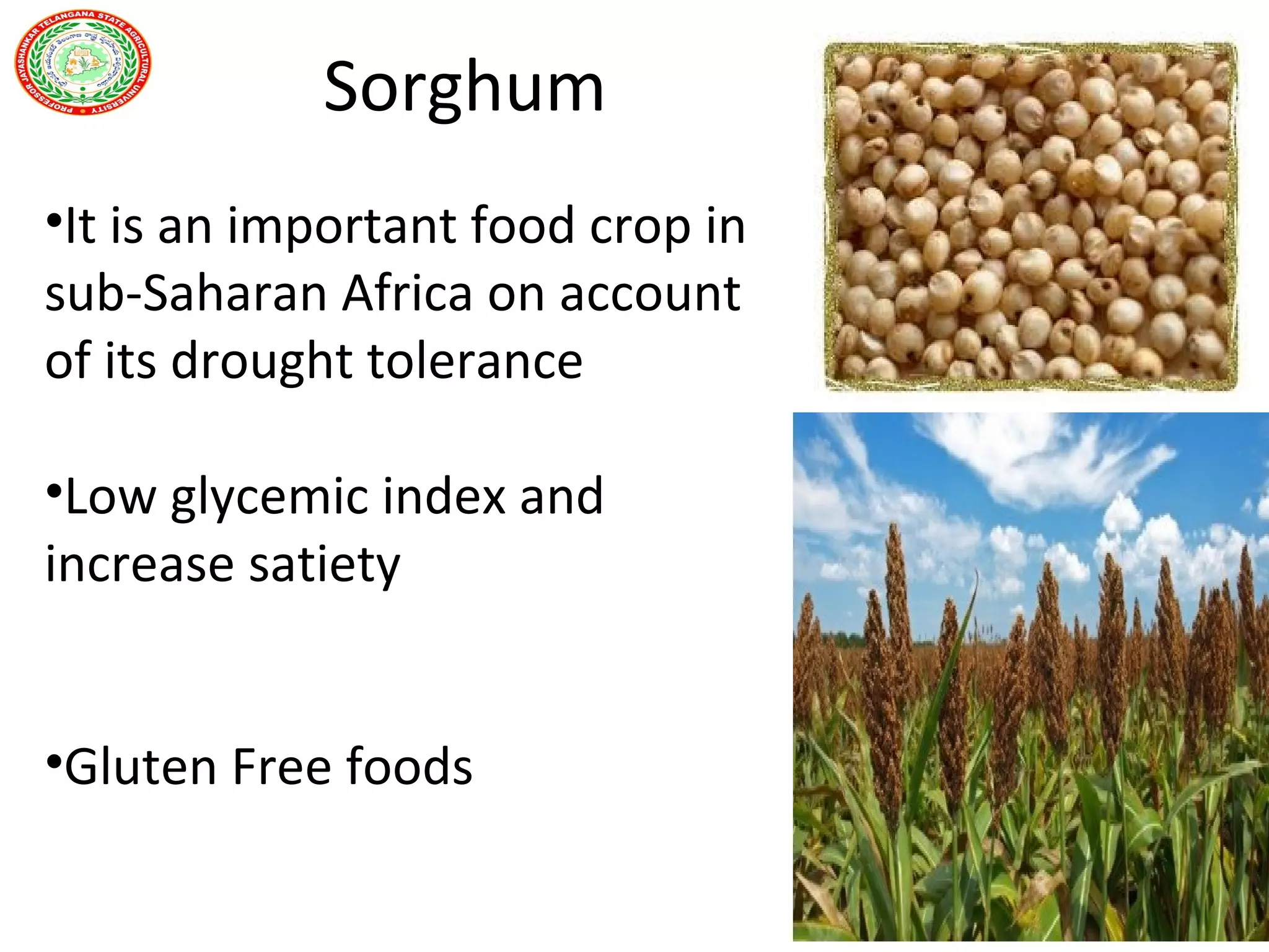 Sorghum
•It is an important food crop in
sub-Saharan Africa on account
of its drought tolerance
•Low glycemic index and
increase satiety
•Gluten Free foods
 