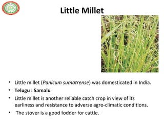 Little Millet
• Little millet (Panicum sumatrense) was domesticated in India.
• Telugu : Samalu
• Little millet is another reliable catch crop in view of its
earliness and resistance to adverse agro-climatic conditions.
• The stover is a good fodder for cattle.
 