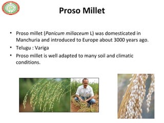 Proso Millet
• Proso millet (Panicum miliaceum L) was domesticated in
Manchuria and introduced to Europe about 3000 years ago.
• Telugu : Variga
• Proso millet is well adapted to many soil and climatic
conditions.
 