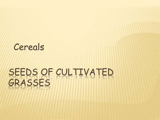SEEDS OF CULTIVATED
GRASSES
Cereals
 