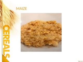 MAIZE
 