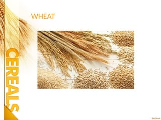 WHEAT
 