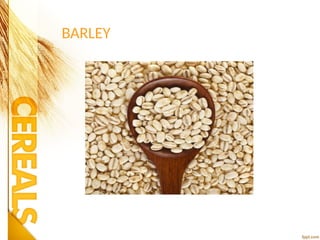 BARLEY
 