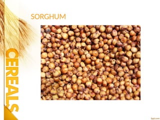 SORGHUM
 