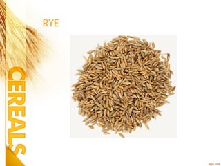 RYE
 