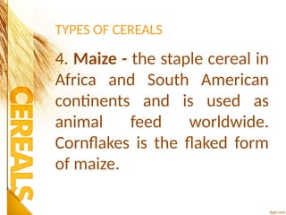 TYPES OF CEREALS
4. Maize - the staple cereal in
Africa and South American
continents and is used as
animal feed worldwide.
Cornflakes is the flaked form
of maize.
 