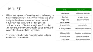 MILLET
• Millets are a group of cereal grains that belong to
the Poaceae family, commonly known as the grass
family. Millets have numerous health benefits,
including helps to lower blood sugar and
cholesterol levels. They’re also gluten-free , So it
can be consumed by people with celiac disease or
by people who are gluten sensitive.
• This crop is divided into two categories — large
millets and small millets,
Millet Botanical Name
Pearl Millet Pennisetum glaucum
Sorghum Sorghum bicolor
Finger Millet Eleusine coracana
Small Millets:
I. Foxtail Millet Setaria italica
II. Barnyard Millet Echinochloa frumentacea
III. Kodo Millet Paspalum scrobiculatum
IV. Proso Millet Panicum miliaceum
V. Little Millet Panicum sumatrense
 