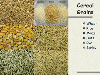 Cereal
Grains
Wheat
Rice
Maize
Oats
Rye
Barley
 