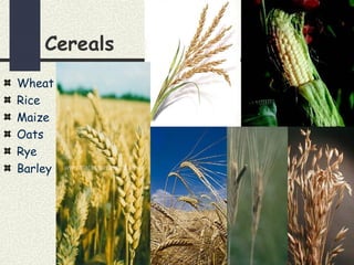 Cereals
Wheat
Rice
Maize
Oats
Rye
Barley
 