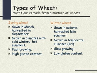 Types of Wheat:
most flour is made from a mixture of wheats
Spring wheat
Sown in March,
harvested in
September.
Grown in climates with
cold winters, hot
summers.
Fast growing.
High gluten content.
Winter wheat
Sown in autumn,
harvested late
summer.
Grown in temperate
climates (Irl).
Slow growing.
Low gluten content.
 