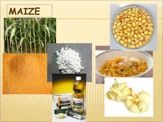 MAIZE
 
