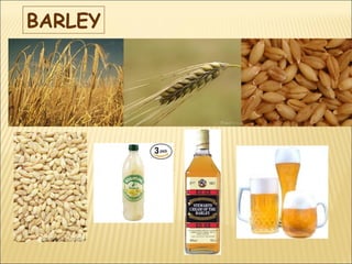 BARLEY
 