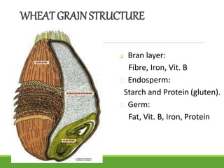 WHEATGRAINSTRUCTURE
 Bran layer:
Fibre, Iron, Vit. B
Endosperm:
Starch and Protein (gluten).
Germ:
Fat, Vit. B, Iron, Protein
 
