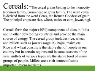 Cereals:-The cereal grains belong to the monocoty
ledonous family, Gramineae or grass family. The word cereal
is derived from the word Ceres, the Roman Goddess of grain.
The principal crops are rice, wheat, maize or corn, jowar, ragi.
Cereals form the major (40%) component of diets in India
and in other developing countries and provide the main
source of energy. The cereal group includes rice, wheat
and millets such as jowar (sorgaun), bajra, maize etc.
Rice and wheat constitute the staple diet of people in our
country but in certain regions and in some seasons of the
year, millets of various types are the staple food of many
groups of people. Millets are a rich source of some
important micro nutrients.
 