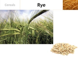 RyeCereals
 