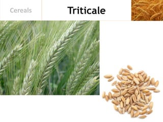 TriticaleCereals
 