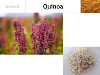 QuinoaCereals
 