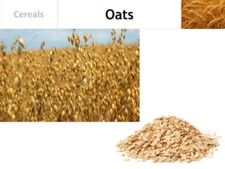 OatsCereals
 