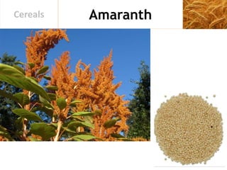 AmaranthCereals
 