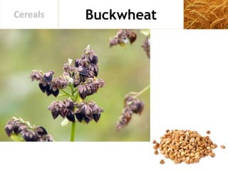BuckwheatCereals
 