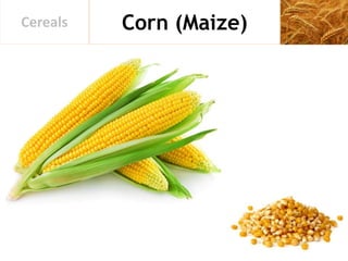 Corn (Maize)Cereals
 