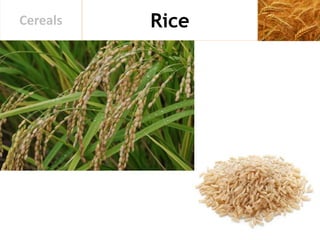 RiceCereals
 