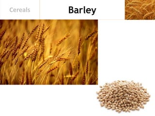 BarleyCereals
 