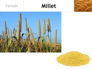 MilletCereals
 