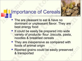 Importance of Cereals
 The are pleasant to eat & have no
dominant or unpleasant flavor. They are
best energy food
 It could be easily be prepared into wide
variety of products- flour ,biscuits, pasta,
noodles & breakfast cereals
 They are inexpensive as compared with
foods of animal origin
 Ripened grains could be easily preserved
& transported
 