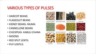 VARIOUS TYPES OF PULSES
• HARICOT BEANS
• FLAGEOLET BEANS
• KIDNEY BEANS- RAJMA
• CANNELLONE BEANS
• CHICKPEAS- KABULI CHANA
• MOONG
• RED SPLIT LENTIL
• PUY LENTILS
 
