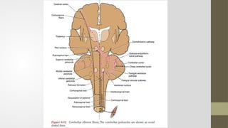 Comprehensive Overview of Cerebellum Anatomy, Function, and Clinical ...