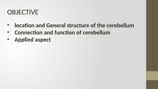 Comprehensive Overview of Cerebellum Anatomy, Function, and Clinical ...