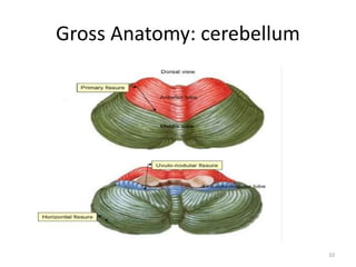 Gross Anatomy: cerebellum
10
 