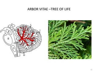 ARBOR VITAE –TREE OF LIFE
12
 