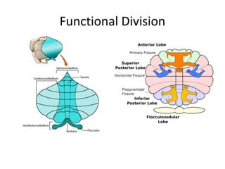 Functional Division
 