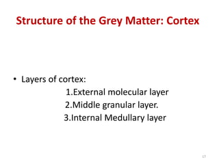 Structure of the Grey Matter: Cortex
• Layers of cortex:
1.External molecular layer
2.Middle granular layer.
3.Internal Medullary layer
17
 