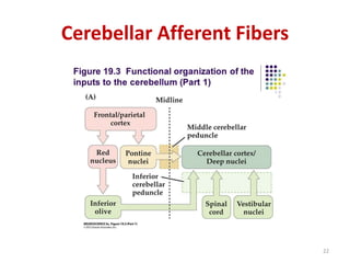 Cerebellar Afferent Fibers
22
 