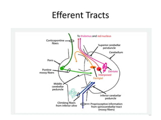 Efferent Tracts
28
 