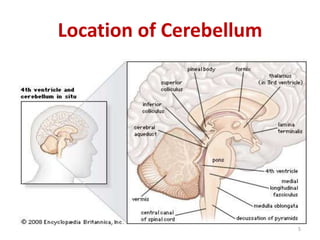 Location of Cerebellum
5
 