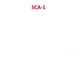 SCA-1
54
 