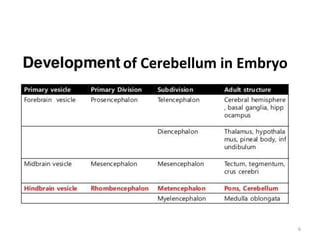 of Cerebellum in Embryo
6
 
