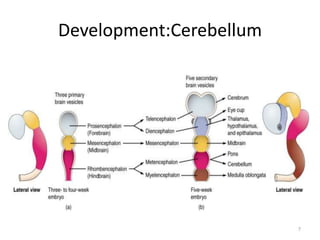 Development:Cerebellum
7
 