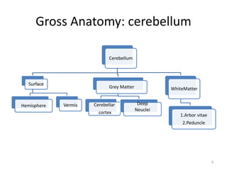 Gross Anatomy: cerebellum
Cerebellum
Surface
Hemisphere Vermis
Grey Matter
Cerebellar
cortex
Deep
Neuclei
WhiteMatter
1.Arbor vitae
2.Peduncle
9
 